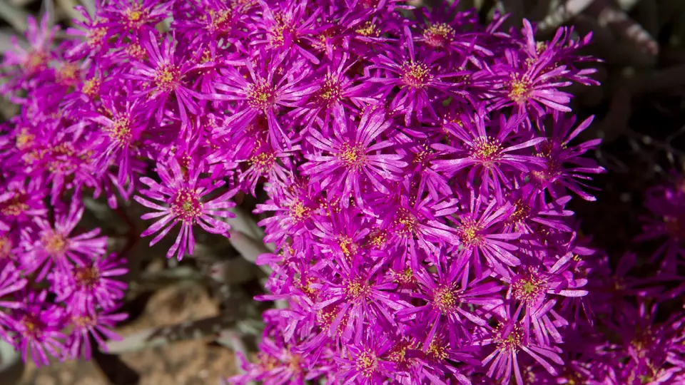 h4775164.jpg