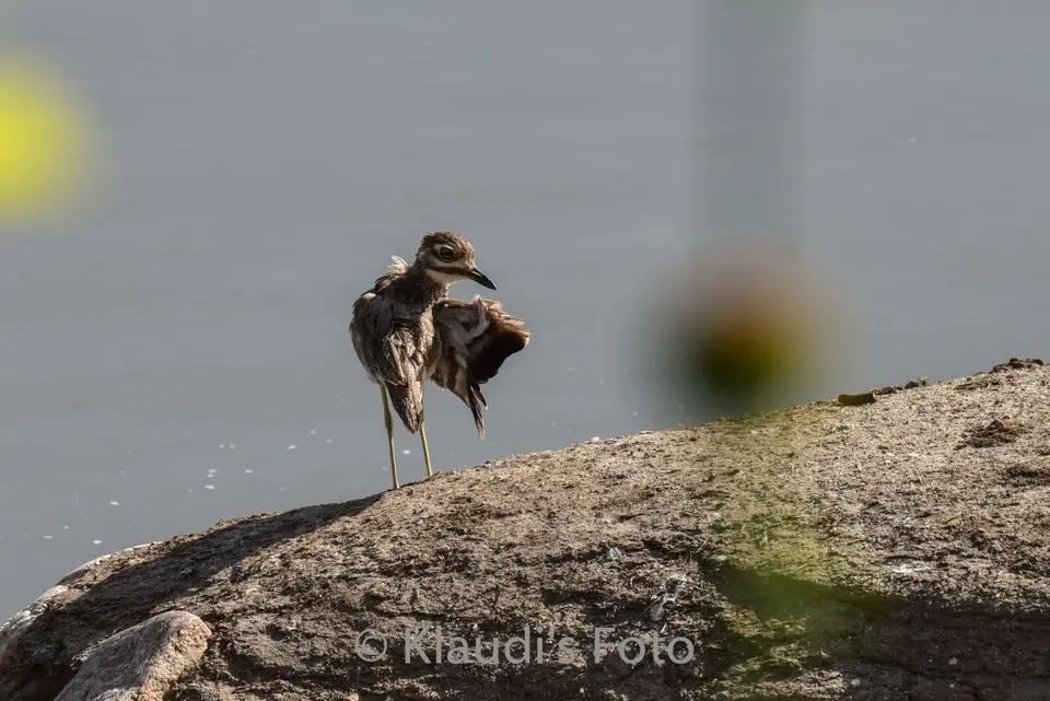 PKH_2276.jpg