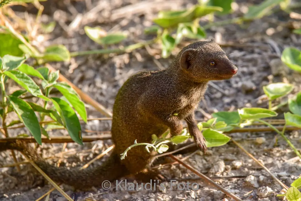 PKH_2390-2.jpg