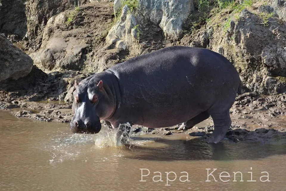 hc009b8c.JPG