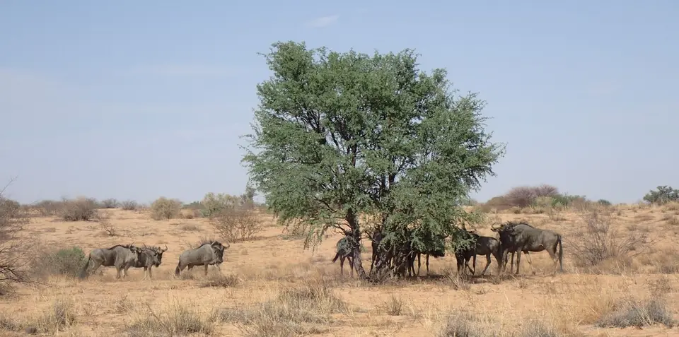 Gnus.JPG