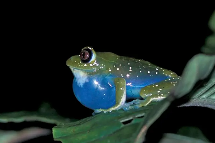 frosch.jpg