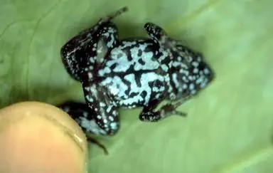 frosch2.jpeg