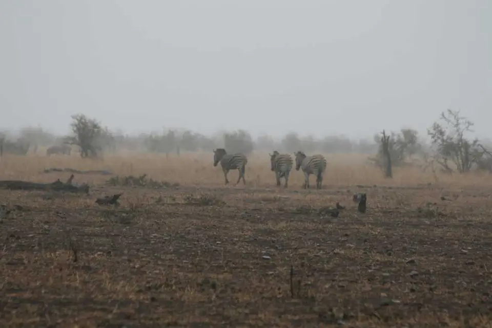 s-afrika2011130.JPG
