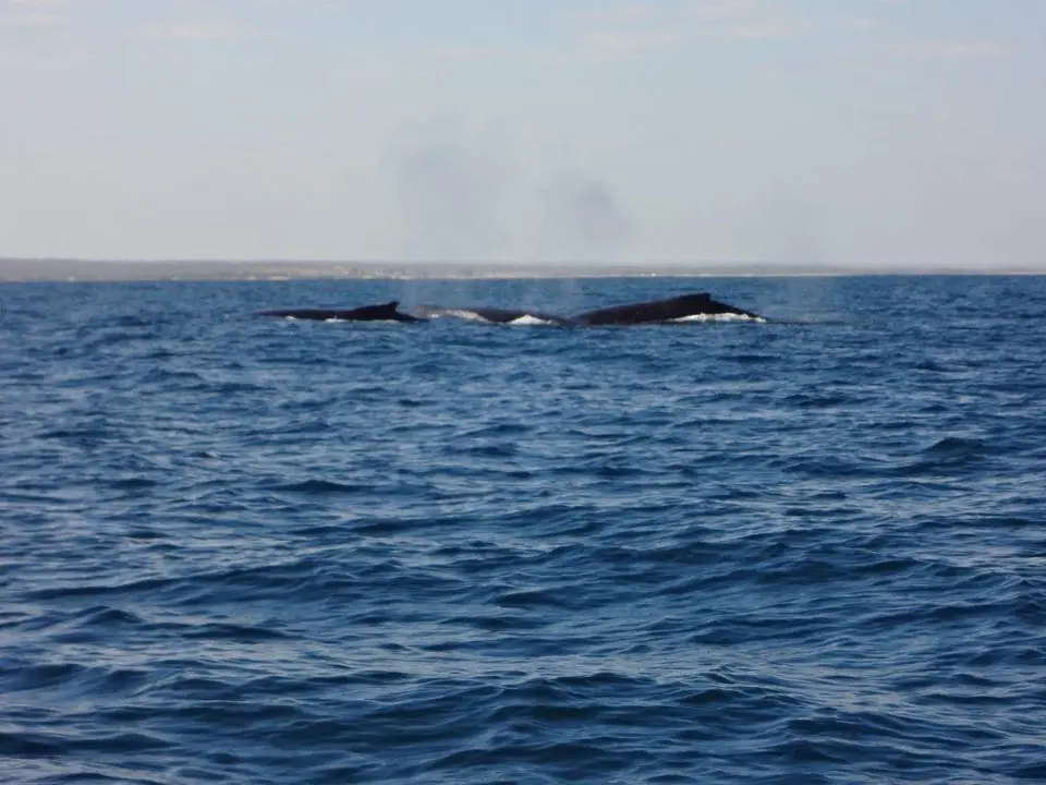 DSC02000.jpg