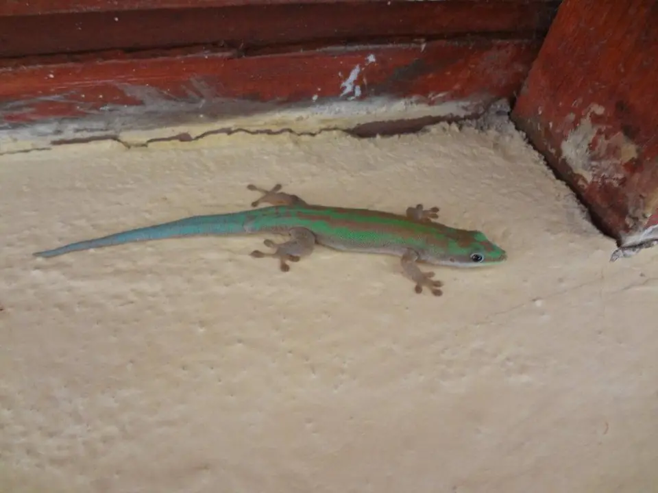 DSC02137.jpg