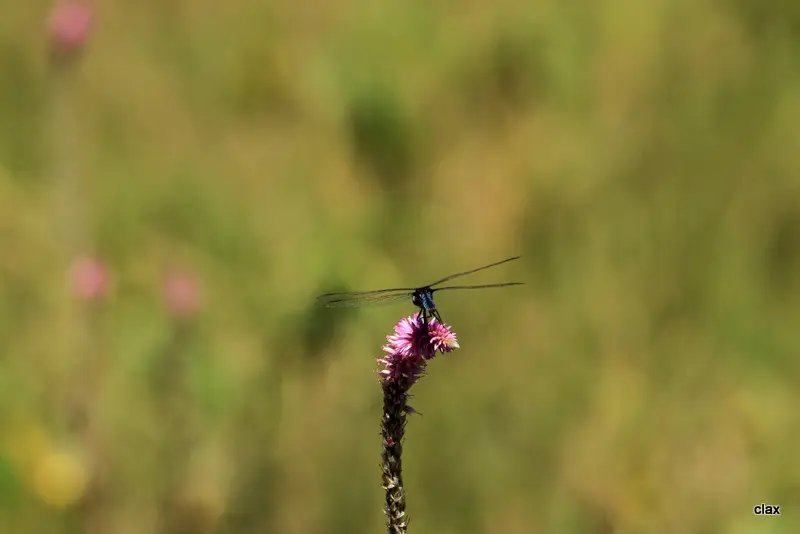 h5a664ab.JPG