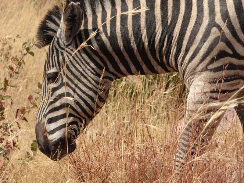 h2e485e9.JPG