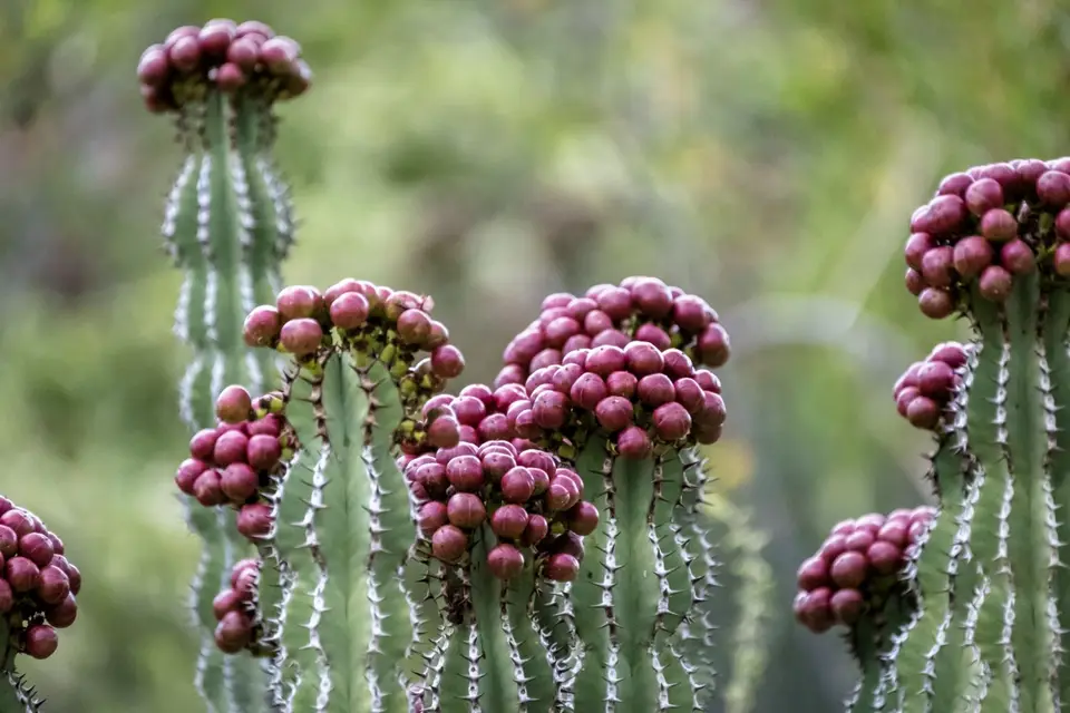 DSCF1621-1.jpg