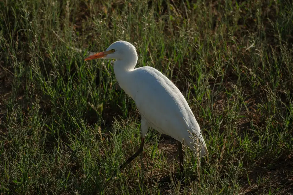 DSCF2068.jpg