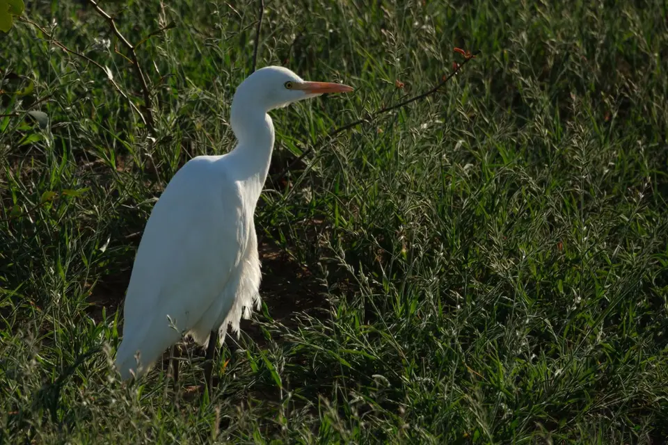 DSCF2071.jpg
