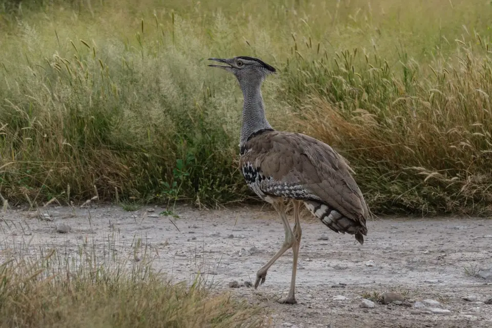 DSCF2232.jpg