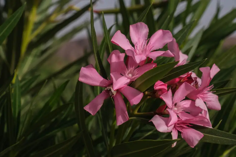 DSCF9756.jpg