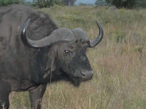 Sdafrika20121047.jpg
