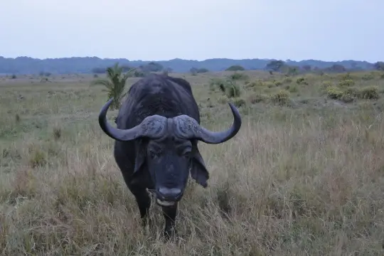Sdafrika20121048.jpg