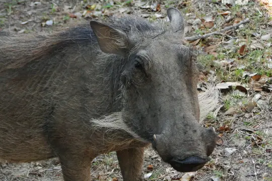 Sdafrika20121176.jpg