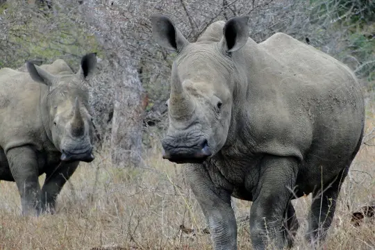 Sdafrika20121206-1.jpg