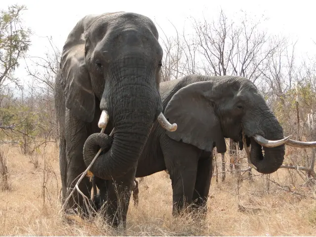 Sdafrika2012121.jpg
