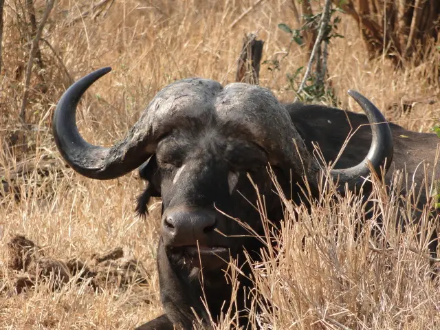 Sdafrika2012176.jpg