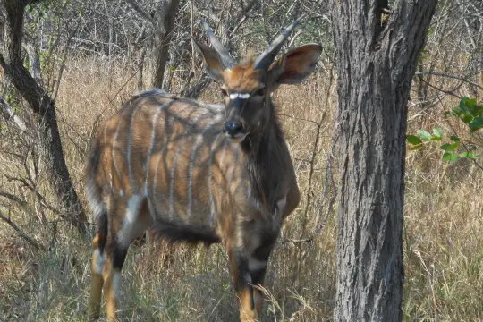 Sdafrika20121952.jpg