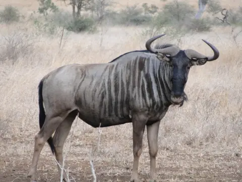 Sdafrika2012334.jpg