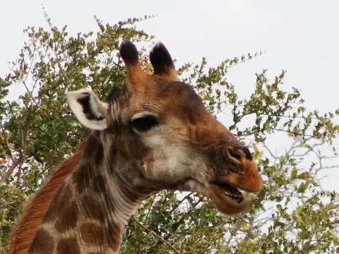 Sdafrika2012411.jpg
