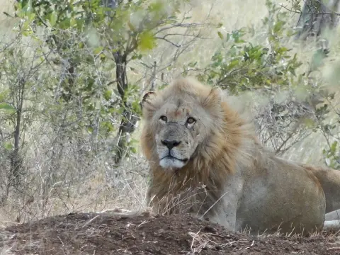 Sdafrika2012431.jpg