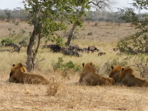 Sdafrika2012442.jpg