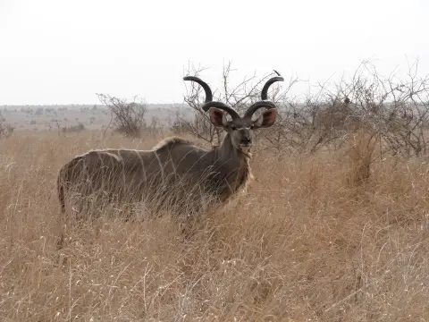 Sdafrika2012454.jpg