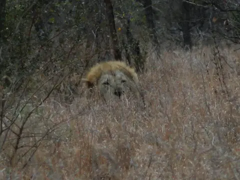 Sdafrika2012547.jpg
