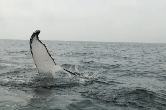 Sdafrika2012889.jpg