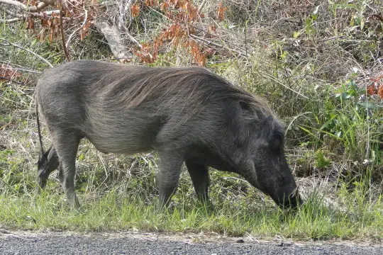 Sdafrika2012941.jpg