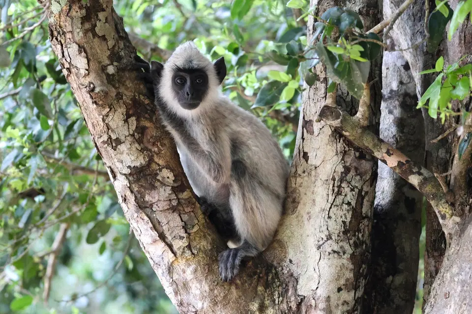 AU5A2634HanumanLangur-2.JPG