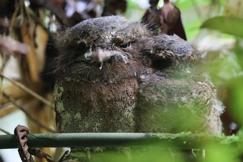AU5A3649Frogmouth.JPG