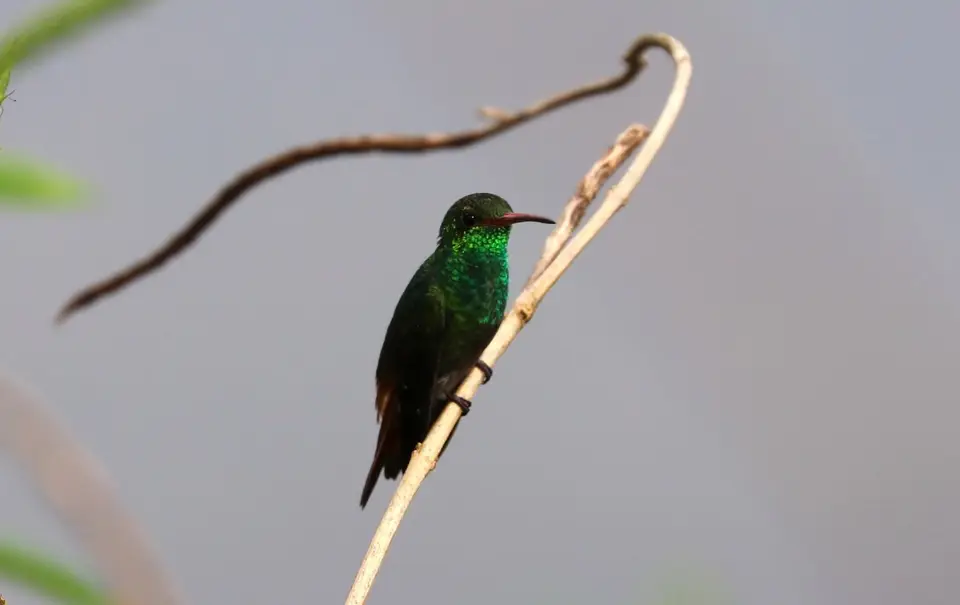 IMG_7446.JPG