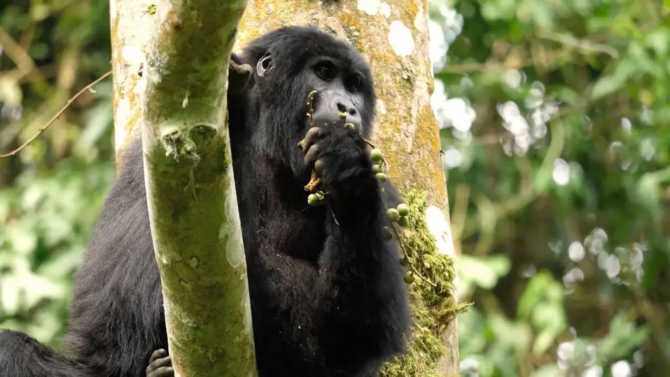 Gorilla4.jpg