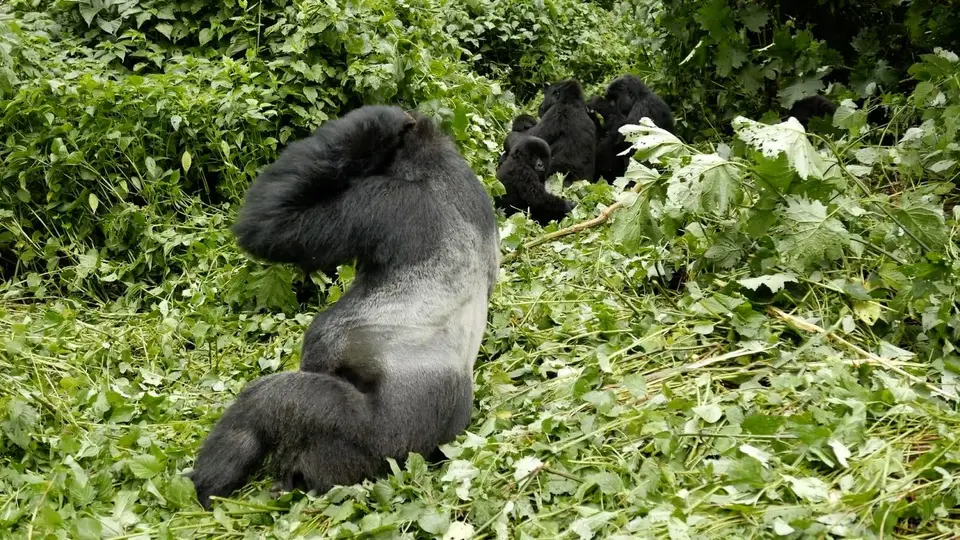 Gorilla7.jpg