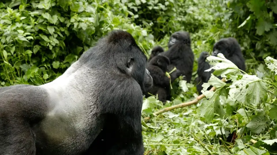 Gorilla8.jpg