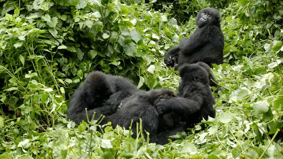 Gorilla9.jpg