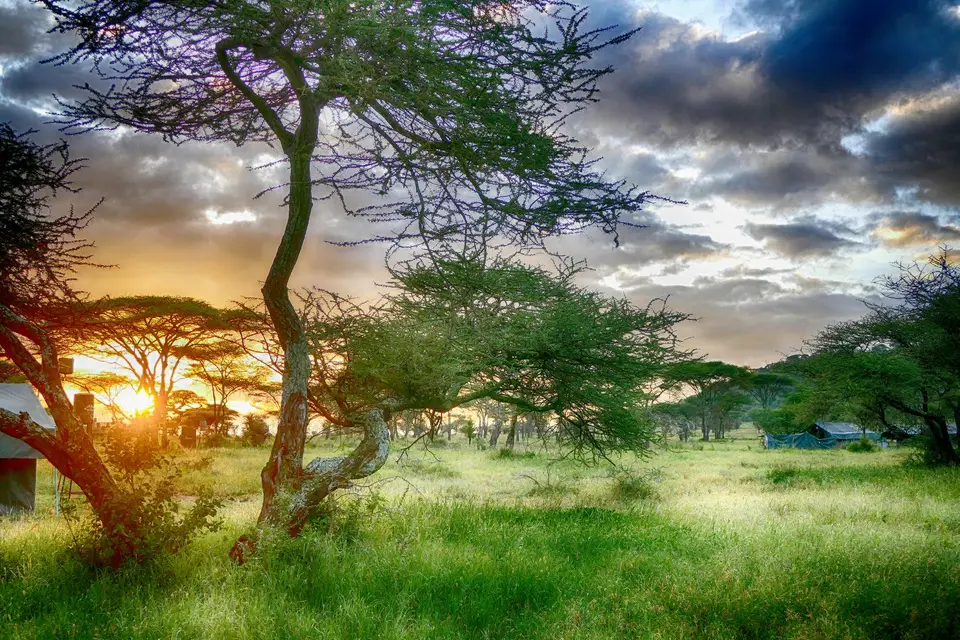 Serengeti1.jpg