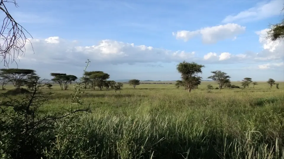 Serengeti5.jpg
