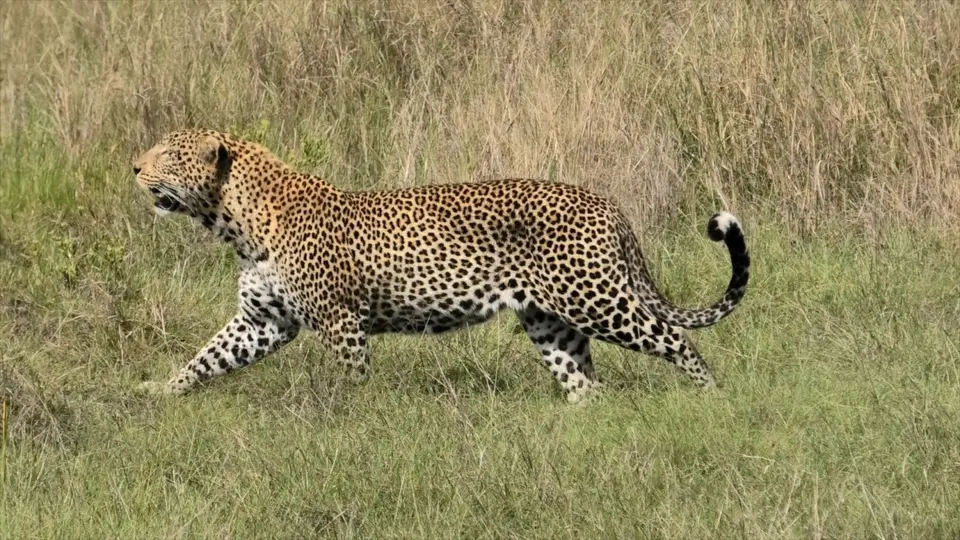 Serengeti6.jpg