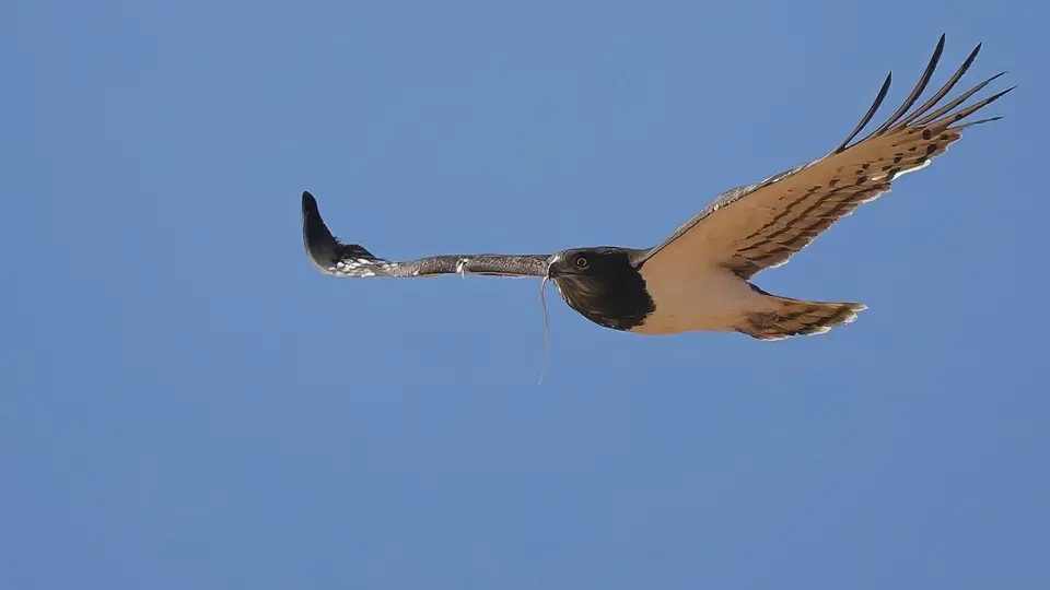 P8182128-top.jpg
