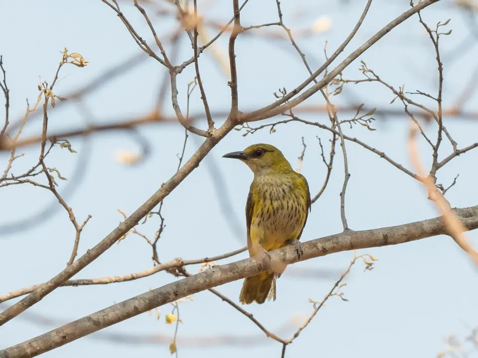 PB067855-450-2.jpg
