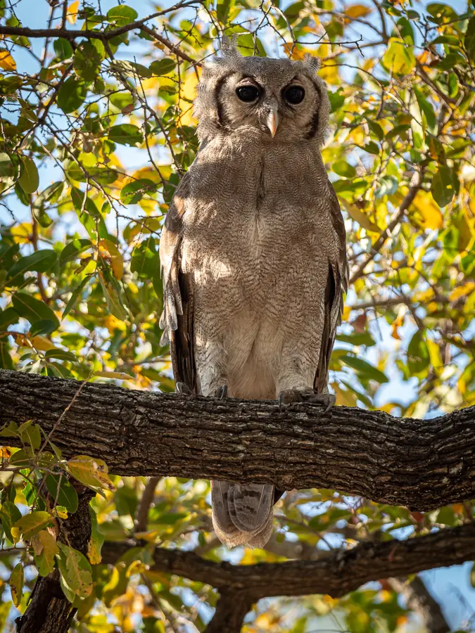 Botswana2019_0171_PA199202.jpg