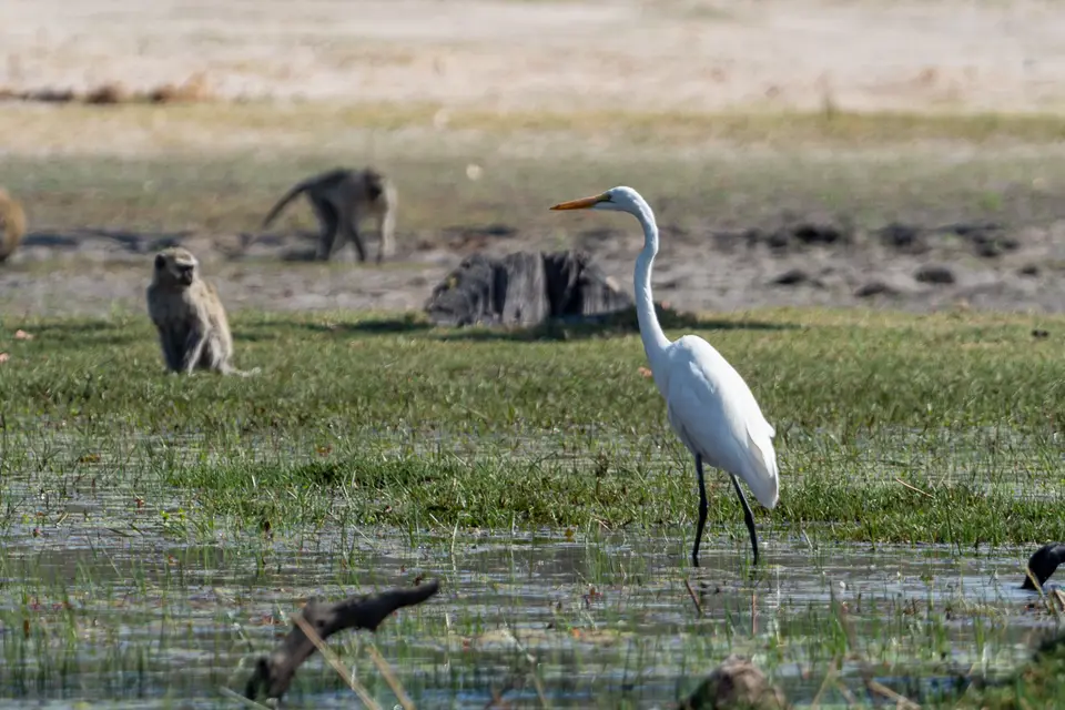 Botswana2019_0195_PA199324.jpg