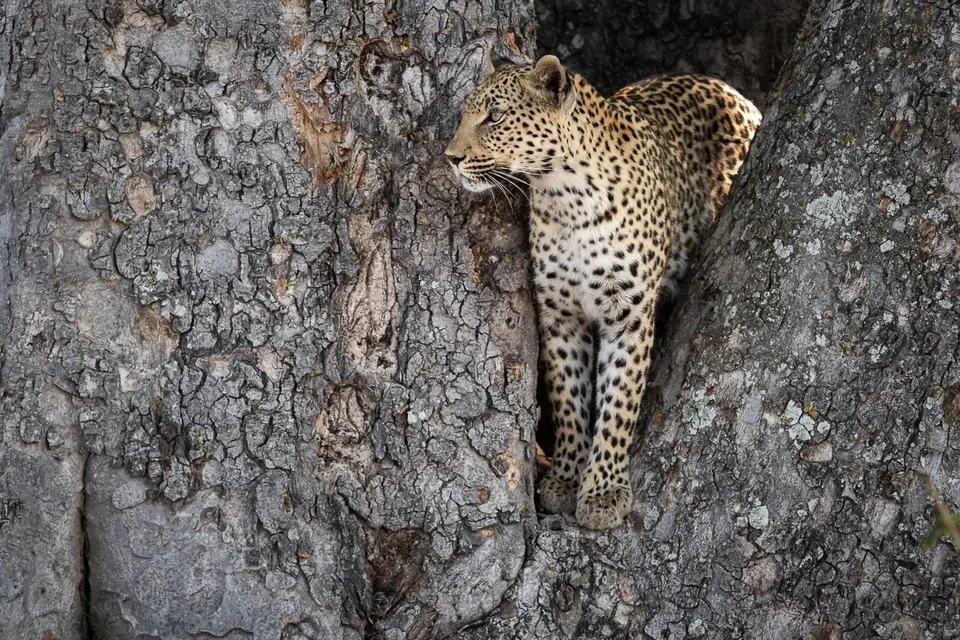 Botswana2019_0205_PB190916.jpg