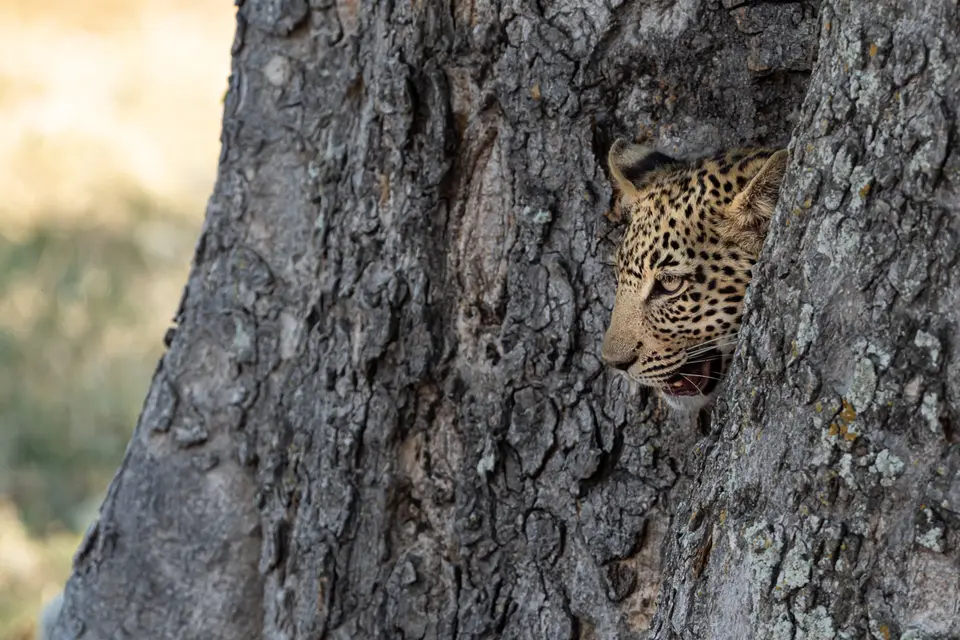 Botswana2019_0211_PA199548.jpg