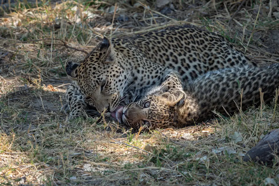 Botswana2019_0215_PB191092.jpg