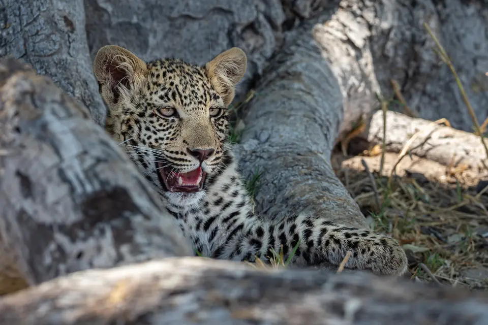 Botswana2019_0218_PA199775.jpg